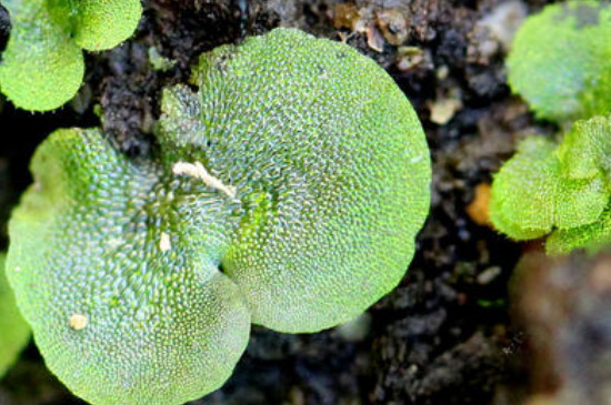 蕨类植物繁殖的方法