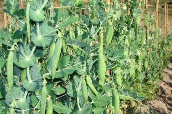 > 正文豌豆属于豆科一年生攀援草本植物,植株高度为0.