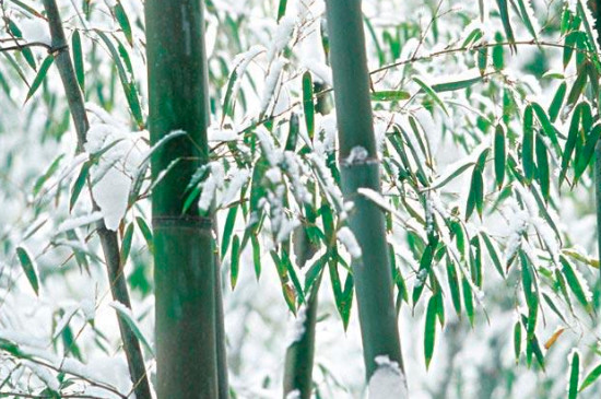> 正文 由于竹子的耐寒能力极强,在冬季生长时,只会出现冻伤现象,不