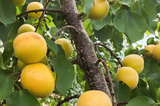 荷兰香蜜杏品种介绍