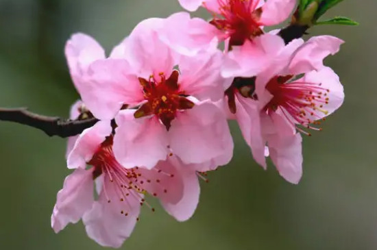 梅花和桃花的花瓣形状区别