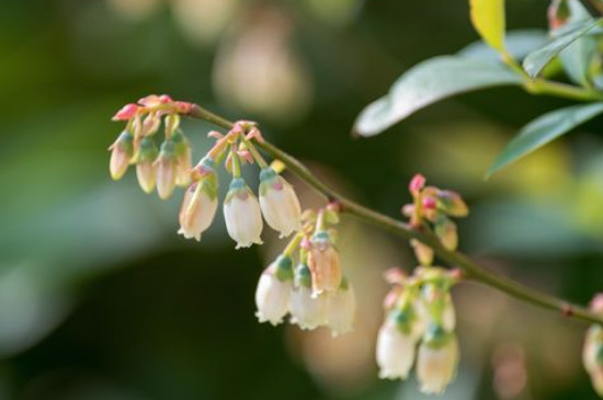 茶花蓝莓品种介绍