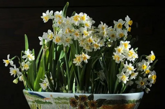 水仙花有毒吗(养水仙花的禁忌)