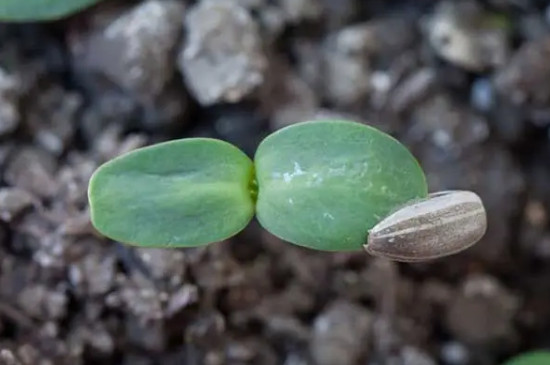 向日葵无性花怎么繁殖