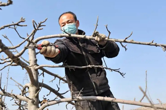 果树修剪口诀(果树修剪口诀东高西低)