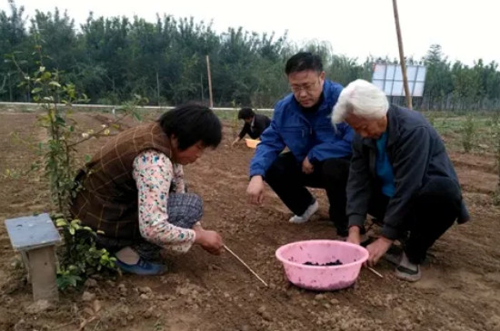 春节牡丹花的种植方法及养护