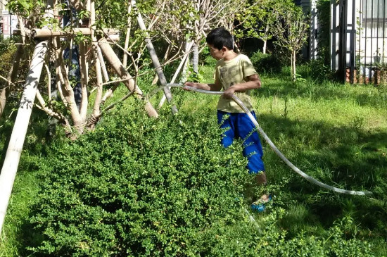 桂花树多久浇一次水