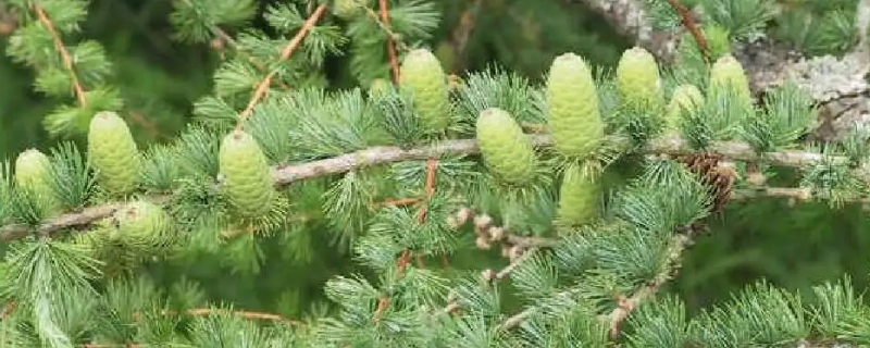 裸子植物是自养还是异养