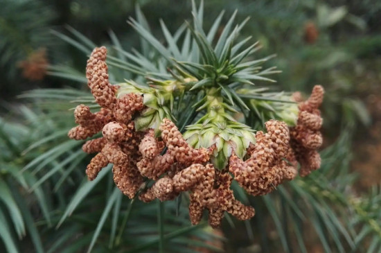 裸子植物是自养还是异养