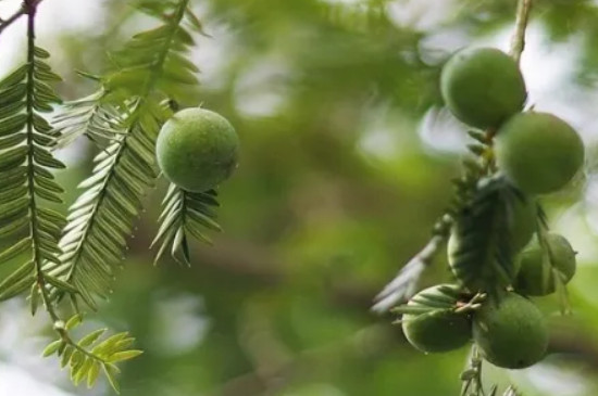 裸子植物是自养还是异养