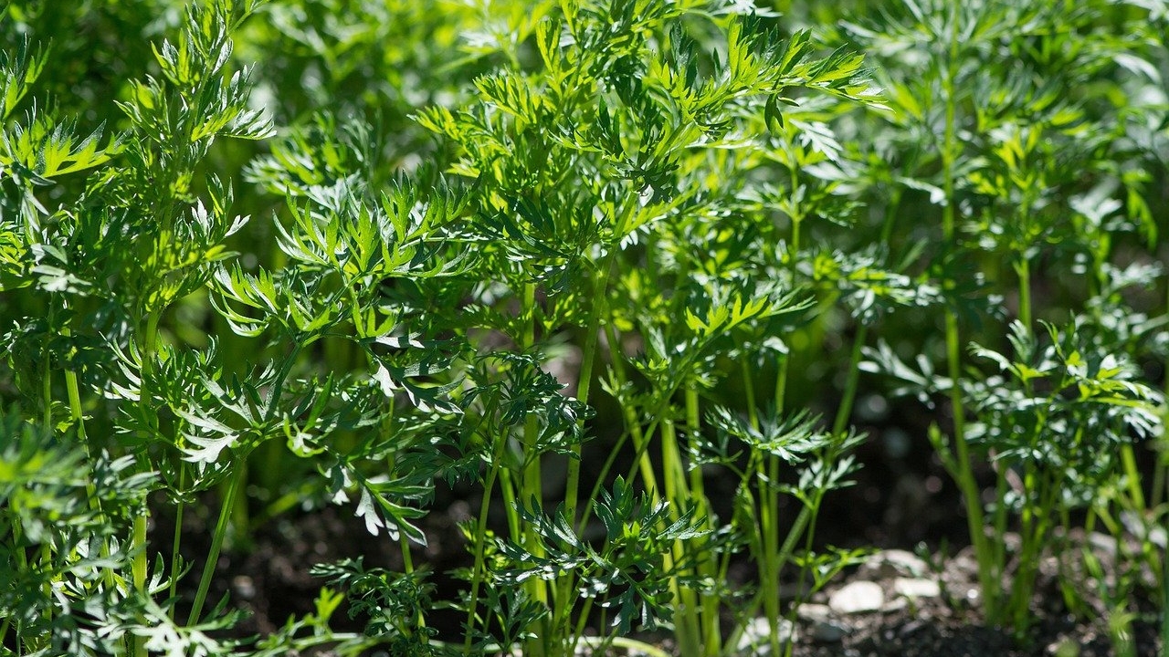 胡萝卜叶也叫萝卜缨子，有的地方也称其为莱菔叶，具有消食理气、化痰止咳、清肺利咽、散瘀消肿的功效。（pixabay）