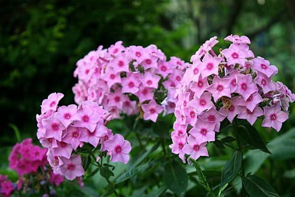 福禄考什么时候开花（花期是几月） 福禄考花语及寓意- 致富热