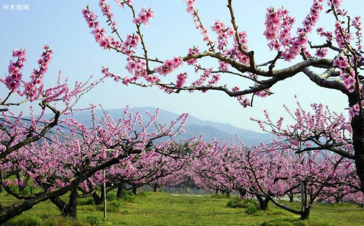 山桃树，山杏树，枣树，李子树等大量出售，低价出售「中木商网」苗木价格_报价表