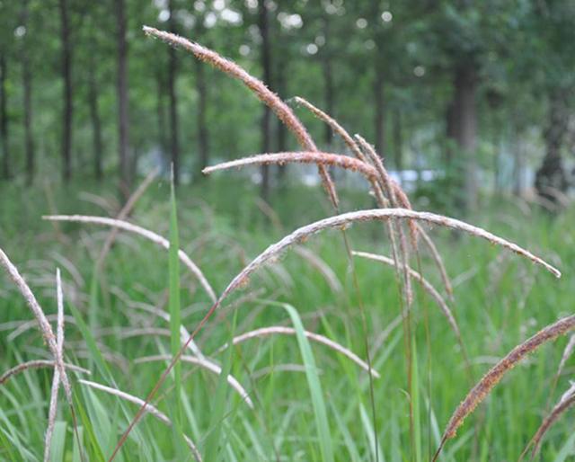 什么季节适合栽培甜象草，甜象草种植和播种的方法有哪些