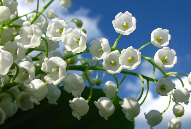 什么季节适合栽培铃兰花，铃兰花种植和播种的方法有哪些