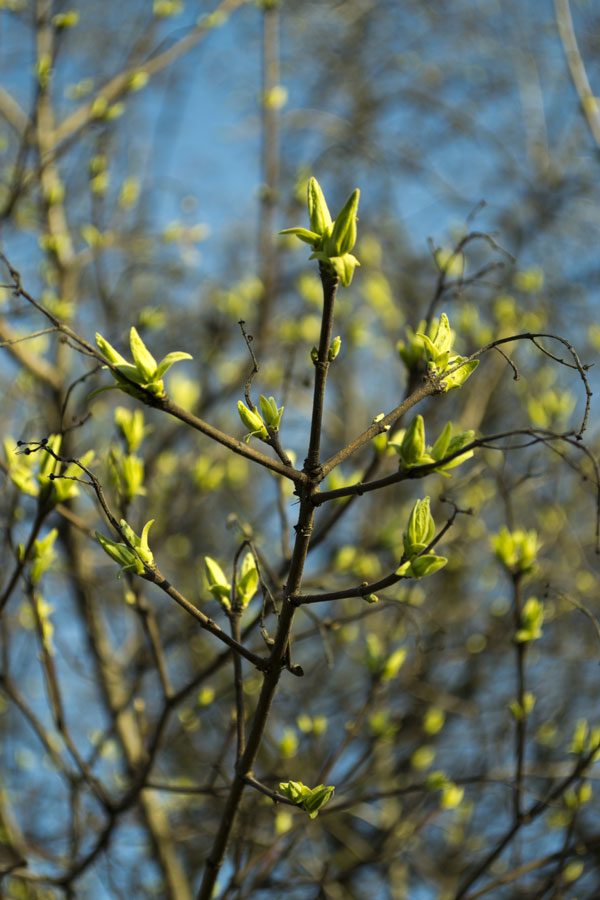 春天树木发芽 （© Dmitro Pustovoit - Dreamstime.com）