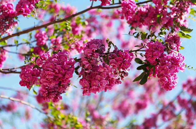 香花槐怎么栽培？育苗方法有哪些