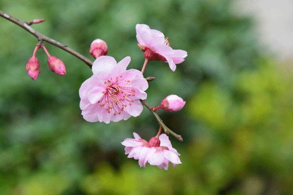 美人梅几月份开花，几月份发芽