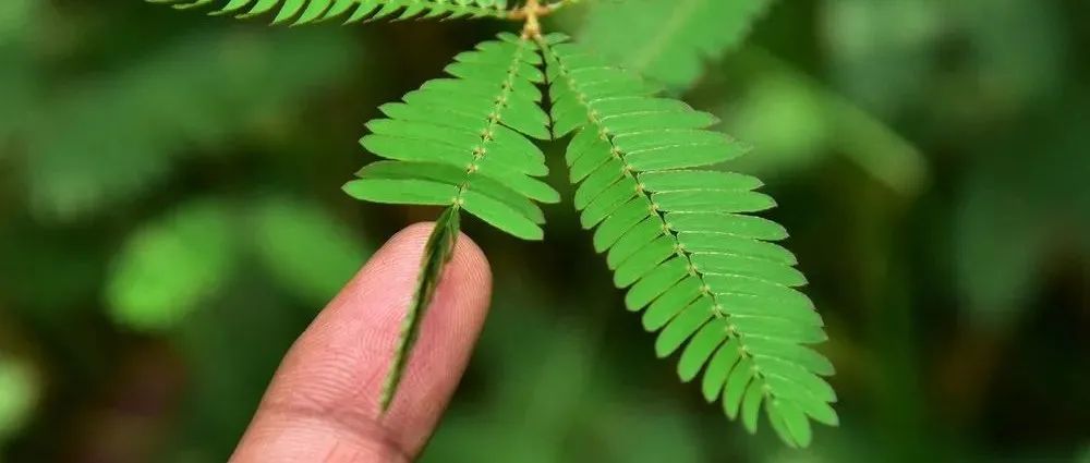 什么季节适合栽培含羞草，含羞草种植和播种的方法有哪些