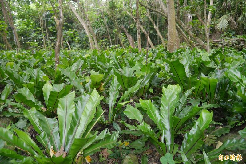 野菜品种有什么，种植前景有哪些