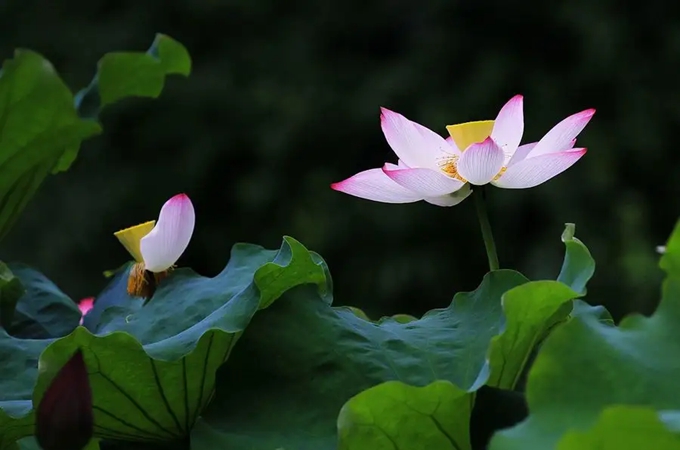 荷花的寓意是什么，周敦颐为什么喜爱莲花