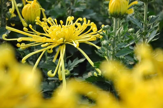 菊花的寓意是什么，陶渊明为什么喜爱菊花