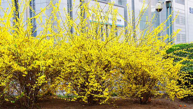 什么季节适合种植连翘，有哪些种植方法