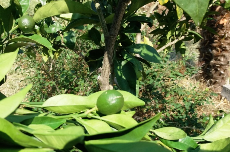 怎么种植橙子树，种植方法有哪些