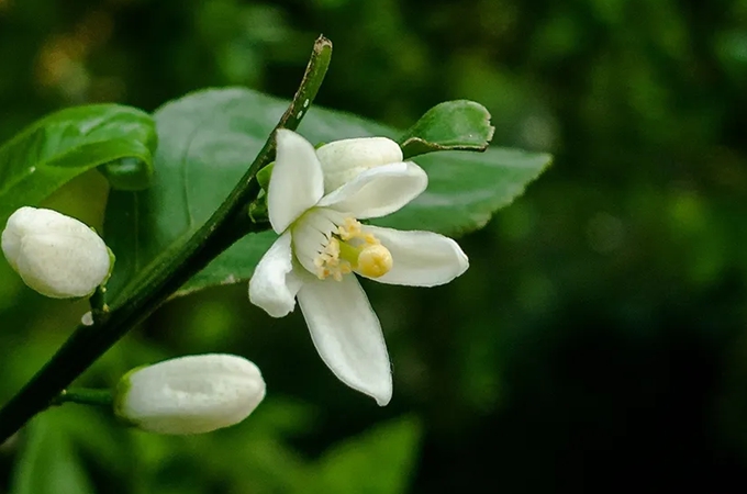 橘子花的花语是什么，有哪些寓意？