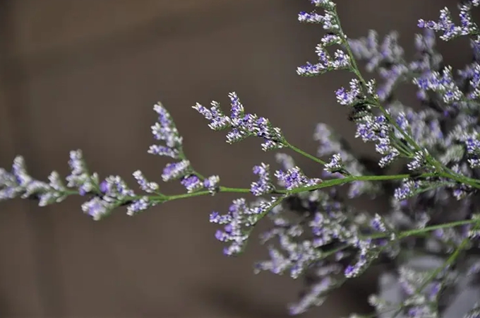 情人草怎么做成干花？