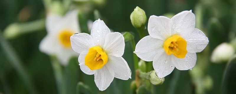 水仙花可以放在卧室吗，水仙花有毒吗