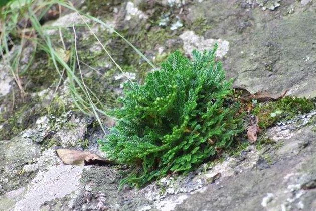 九死还魂草种植条件有哪些？