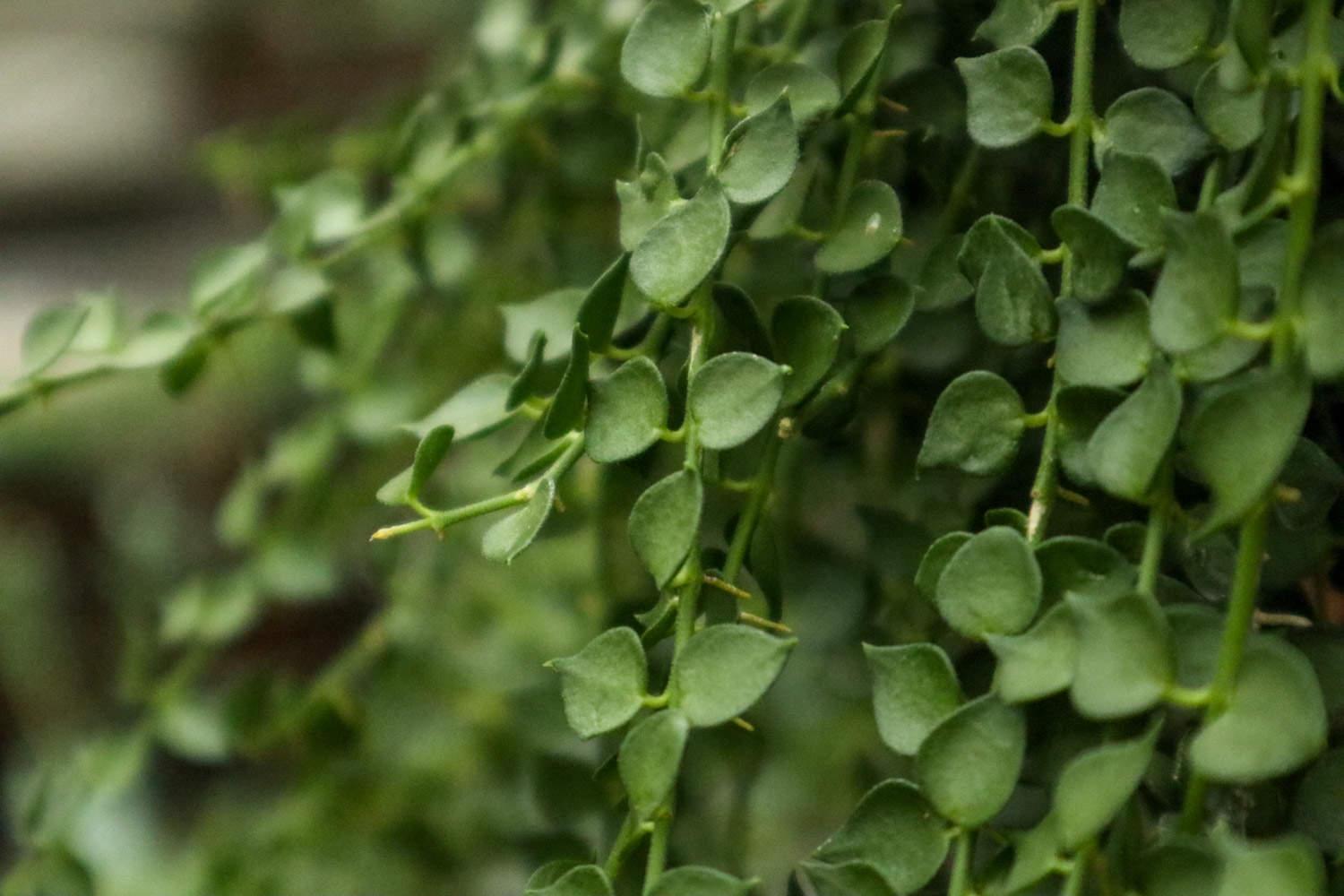 秋季怎么养百万心植物？有哪些种植技巧？