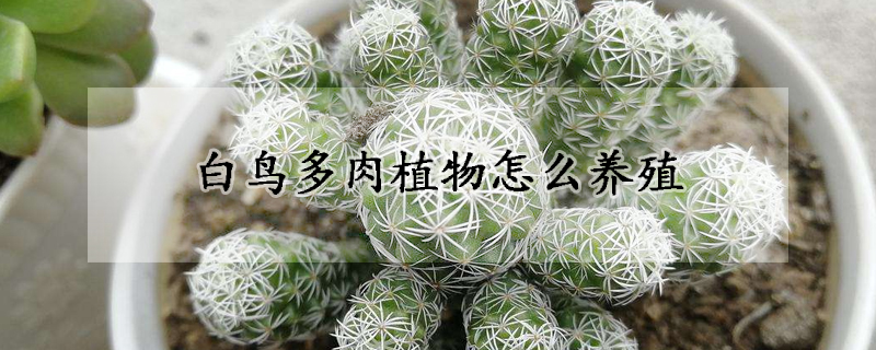 怎么养白鸟植物才能长得又细又高？