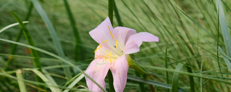 有哪些花适合在院子里种植？