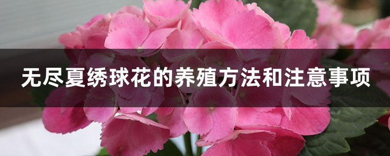 养殖无尽夏绣球花的时候药注意哪些事项？