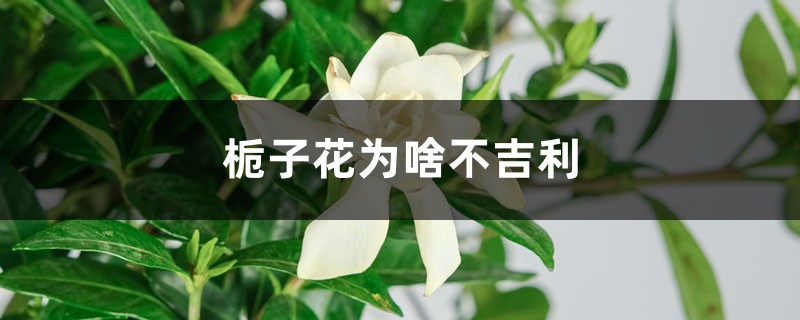 栀子花不吉利的原因有哪些？