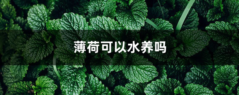 薄荷可以水养吗，有哪些要注意的？