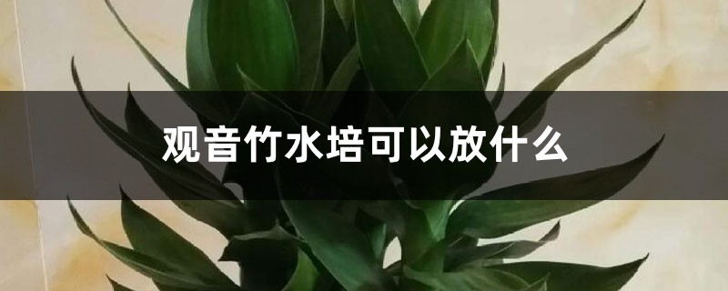 观音竹水培需要放些什么？