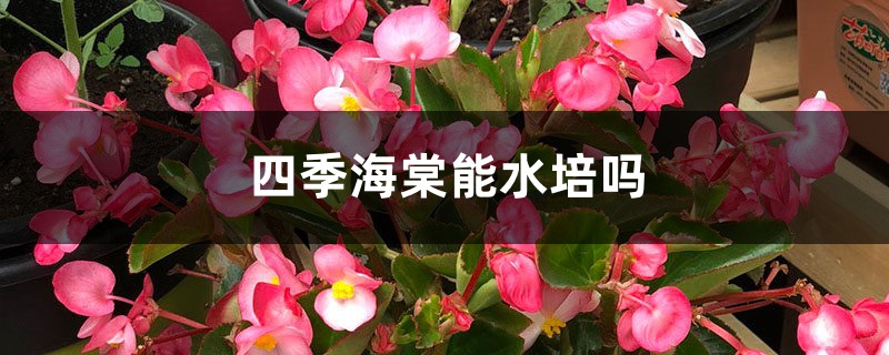 四季海棠可以水培吗，有哪些水里种植的方法？