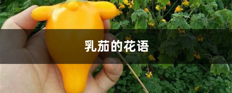 乳茄的花语是什么，有哪些传说故事？