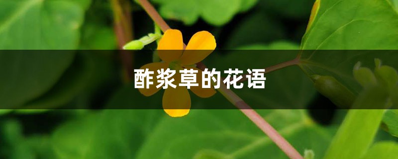 酢浆草的花语是什么，有哪些传说故事？