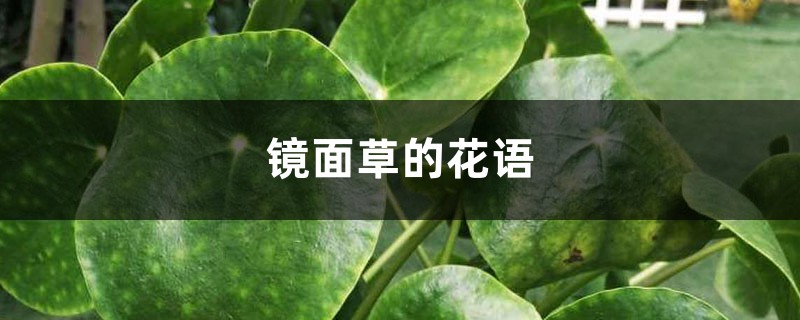 镜面草有哪些花语和寓意，适合送人吗？