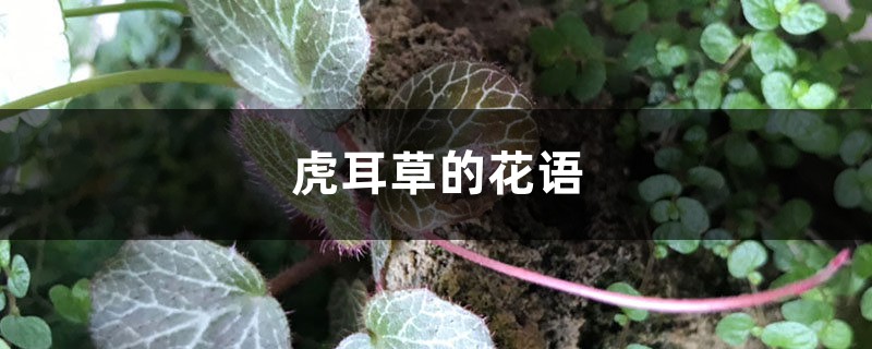 虎耳草的花语和寓意是什么，有哪些传说故事？