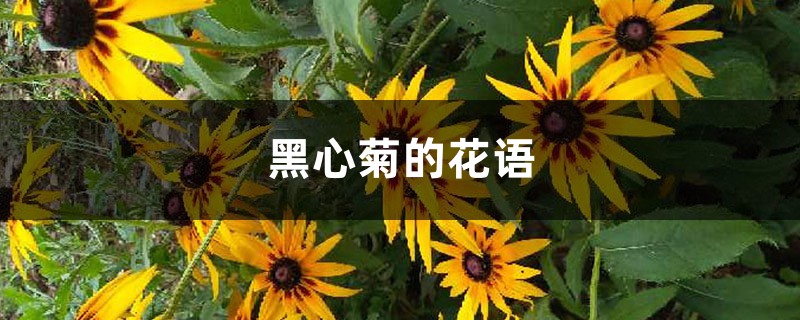 黑心菊的花语和寓意是什么，送人有哪些禁忌？