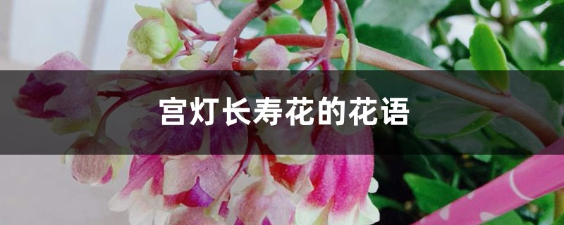 宫灯长寿花的寓意是什么，有哪些传说故事？