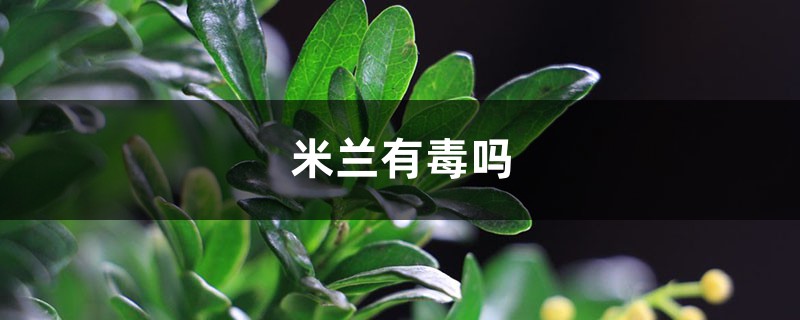 米兰花能放在客厅吗，米兰花有毒吗？