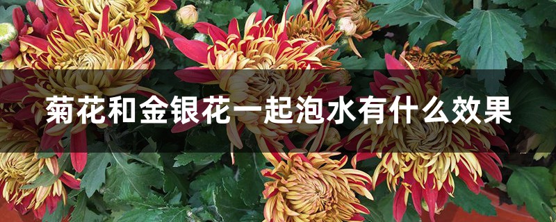 菊花和金银花能一起泡茶吗，对身体有哪些功效?