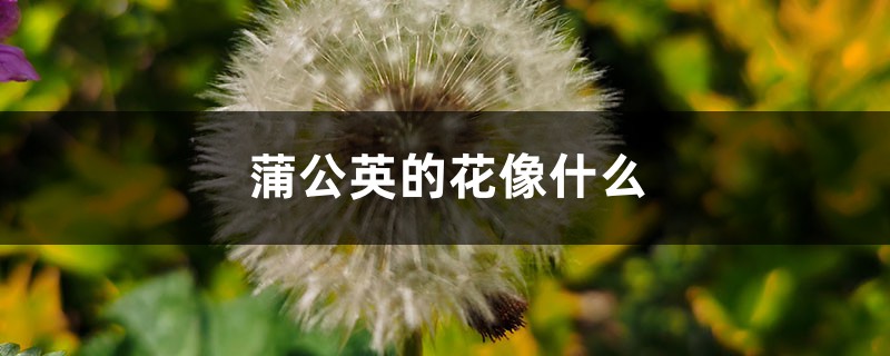 蒲公英的花是什么颜色，比较像什么？