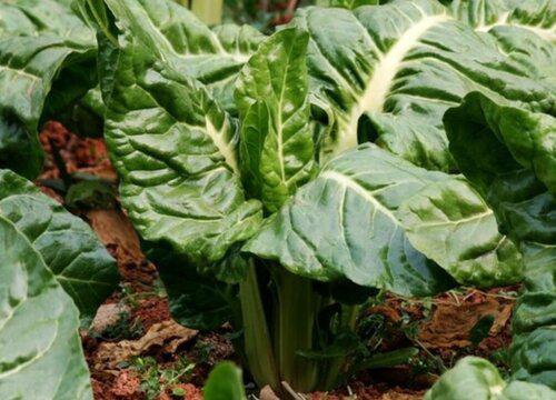 甜菜的最佳种植季节是什么时候？